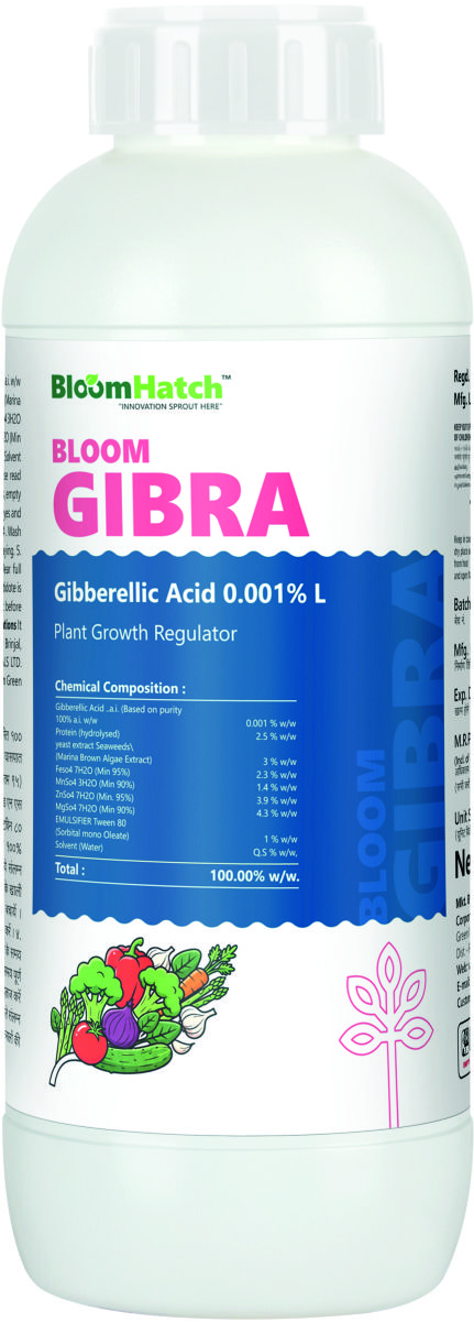 BLOOM GIBRA