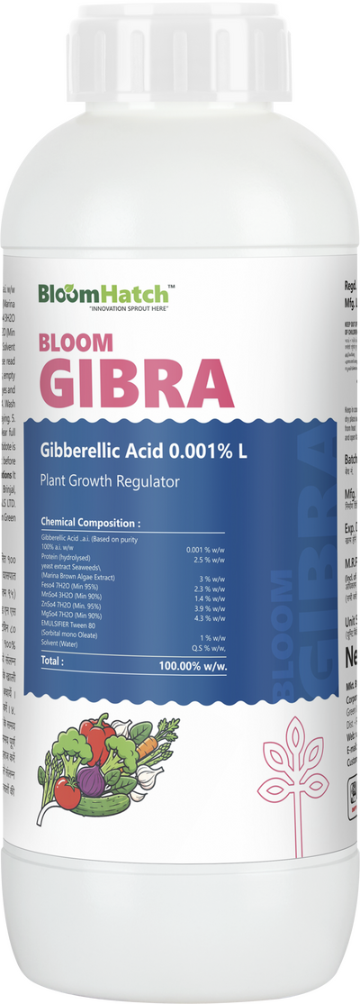 BLOOM GIBRA